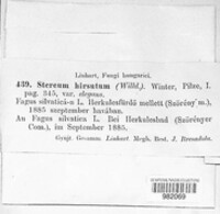 Stereum hirsutum image